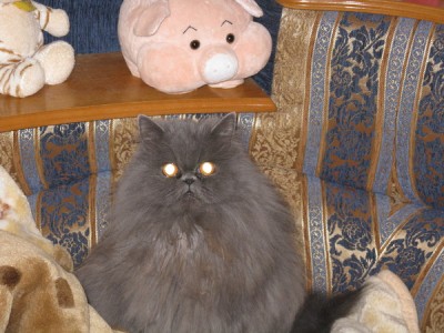 КОШКА.jpg (103.42 КБ) Просмотров: 3167 КОШКА.jpg