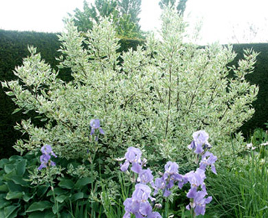 дерен элегантисима.jpg