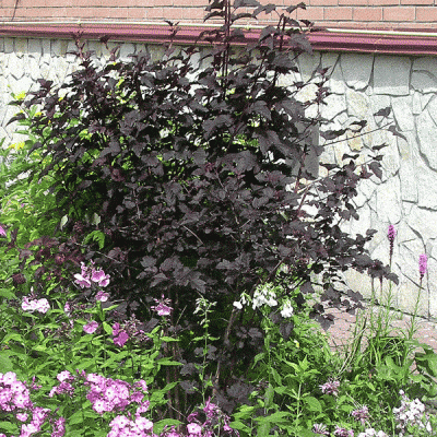 пузыреплодник дьяболо.gif