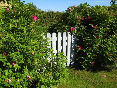 роза ругоза.jpg