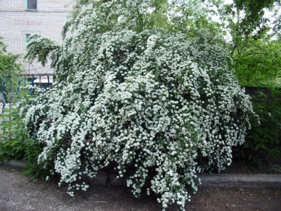 спирея вангутта.jpg