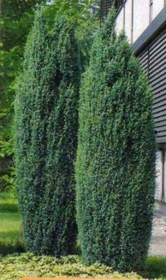 Можжевельник обыкновенный Meyer.jpg