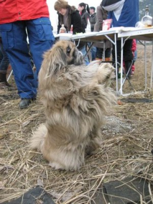 собачий3.jpg