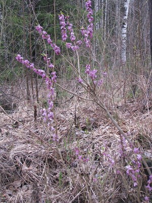 450px-Daphne_mezereum_Волчеягодник_смертельный_IMG_3216.jpg