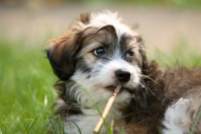 Мелкий Фрейд.jpg