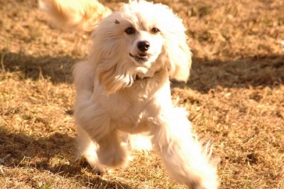 Фрейд стриженный.jpg