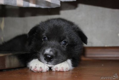 131616366.jpg (23.01 КБ) Просмотров: 2985 131616366.jpg