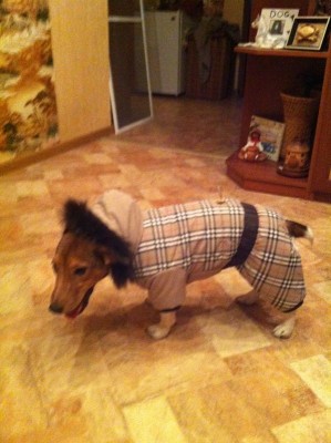 фотография (1).JPG