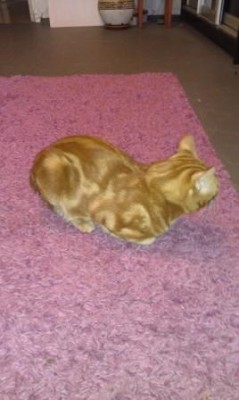 IMAG0834.jpg