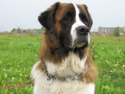 граф IMG_0130.jpg