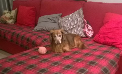 WP_20141203_18_49_21_Pro 2.jpg