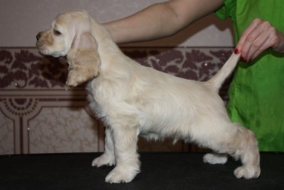 amic — копия.JPG