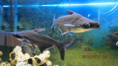 IMG_0907.JPG