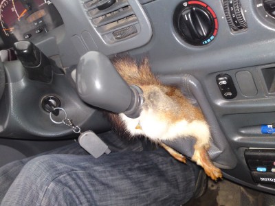 МВ Спринтер.jpg