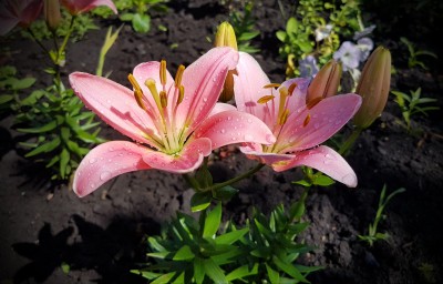 2017-07-11 11-45-47.JPG