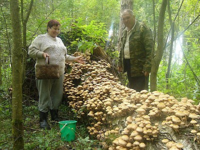 мечта грибника.jpg
