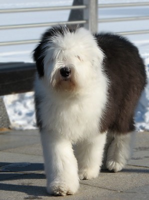 Антон, утренник, Ерош 009 r.jpg