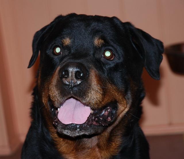Dog