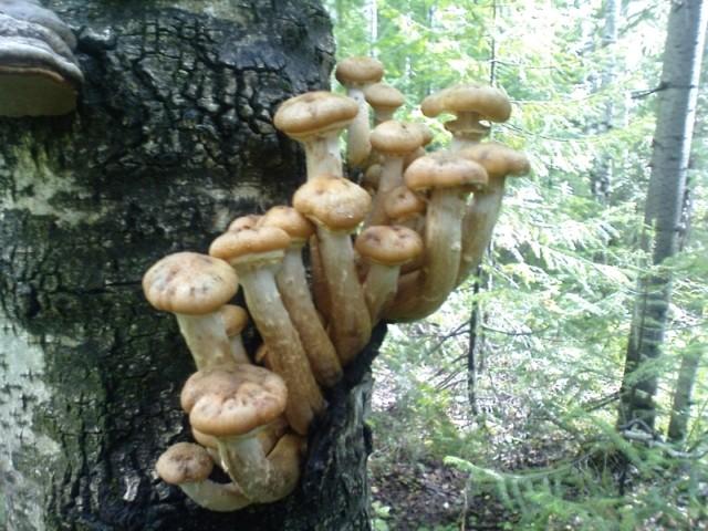 рубим грибы