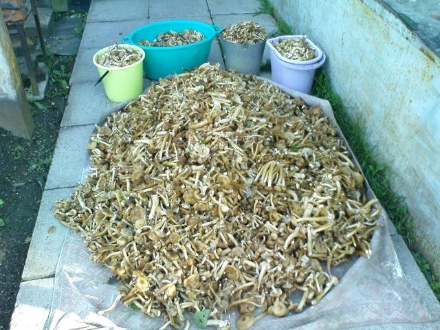 рубим грибы