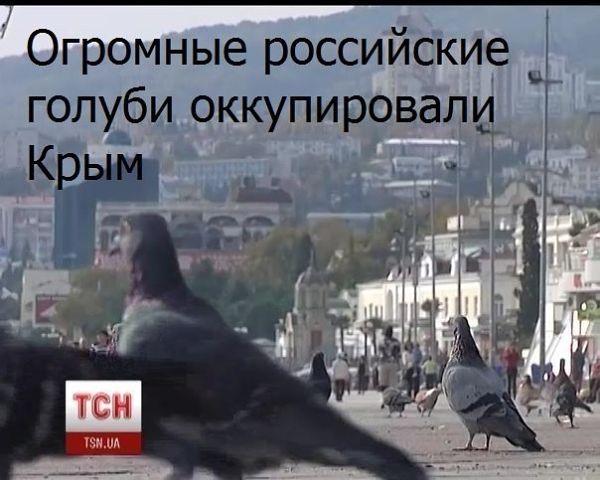 голуби